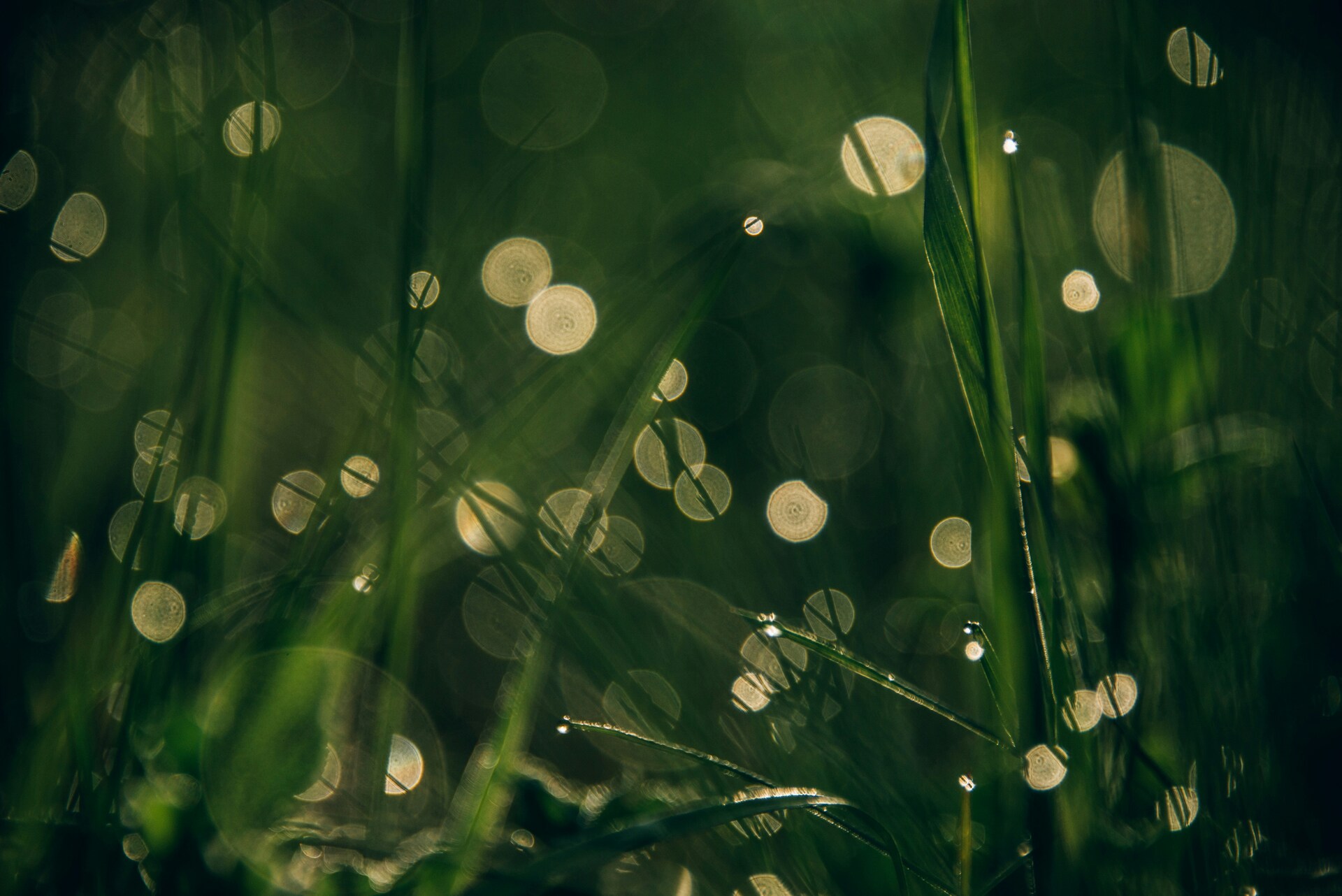 Bio Naturel story